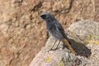 Black Redstart by Trevor Biddle Black Redstart by Trevor Biddle