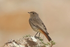 Black Redstart by Mick Dryden Black Redstart by Mick Dryden