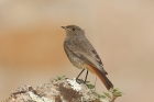 Black Redstart by Mick Dryden