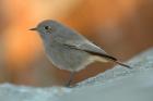 Black Redstart by Romano da Costa