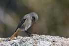 Black Redstart by Alan Modral