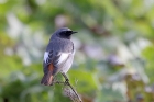 Black Redstart by Tony Paintin