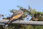 Common Redstart by Mick Dryden