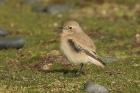 Desert Wheatear by Mick Dryden