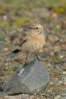 Desert Wheatear by Mick Dryden