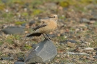Desert Wheatear by Mick Dryden