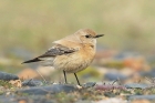 Desert Wheatear by Mick Dryden