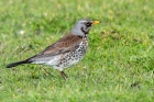 Fieldfare by Romano da Costa Fieldfare by Romano da Costa