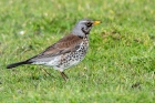 Fieldfare by Romano da Costa