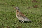 Fieldfare by Mick Dryden