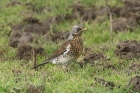Fieldfare by Mick Dryden