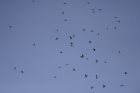 Fieldfares by Romano da Costa Fieldfares by Romano da Costa