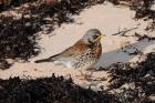 Fieldfare by Romano da Costa Jan 2010