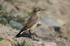 Isabelline Wheatear by Mick Dryden