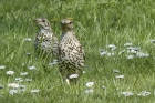 Mistle Thrushes by Annie Queree