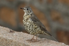 Mistle Thrush by Mick Dryden