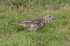 Mistle Thrush by Mick Dryden