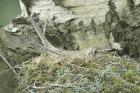 Mistle Thrush by Mick Dryden Mistle Thrush by Mick Dryden