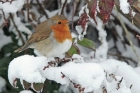 Robin by Romano da Costa Robin by Romano da Costa