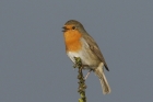 Robin by Mick Dryden Robin by Mick Dryden