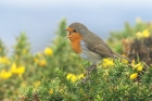 Robin by Mick Dryden Robin by Mick Dryden