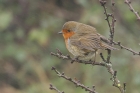 Robin by Mick Dryden Robin by Mick Dryden