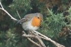 Robin by Mick Dryden