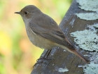 Common Redstart by Duncan Wilson