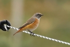 Common Redstart by Mick Dryden