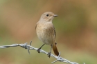 Common Redstart by Mick Dryden