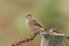 Common Redstart by Mick Dryden