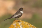 Ring Ouzel by Mick Dryden Ring Ouzel by Mick Dryden