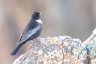 Ring Ouzel by Romano da Costa