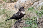 Ring Ouzel by Alan Modral