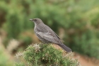 Ring Ouzel by Mick Dryden