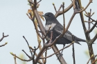 Ring Ouzel by Mick Dryden