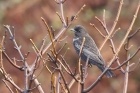 Ring Ouzel by Mick Dryden Ring Ouzel by Mick Dryden