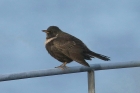 Ring Ouzel by Mick Dryden Ring Ouzel by Mick Dryden
