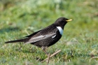 Ring Ouzel by Romano da Costa