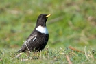 Ring Ouzel by Romano da Costa Ring Ouzel by Romano da Costa