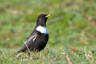 Ring Ouzel by Romano da Costa