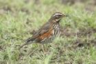 Redwing by Mick Dryden