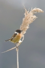 Stonechat by Mick Dryden