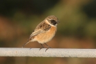 Stonechat by Mick Dryden Stonechat by Mick Dryden