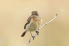 Stonechat by Mick Dryden Stonechat by Mick Dryden