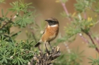Stonechat by Mick Dryden