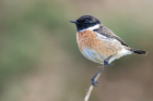 Stonechat by Romano da Costa