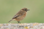 Stonechat by Mick Dryden