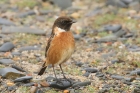 Stonechat by Mick Dryden