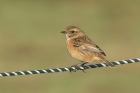Stonechat by Mick Dryden